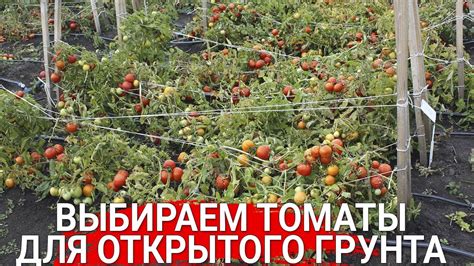25 претендентов: выбираем томаты для открытого грунта – очень важно ...