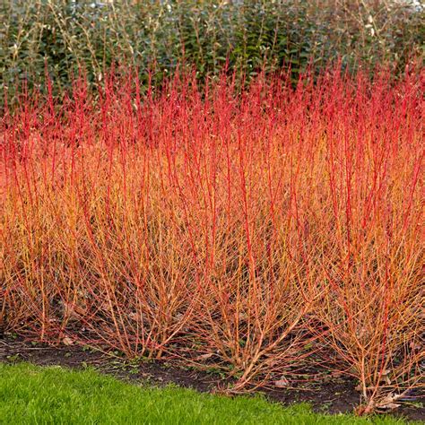 Cornus sanguinea 'Midwinter Fire' | White Flower Farm