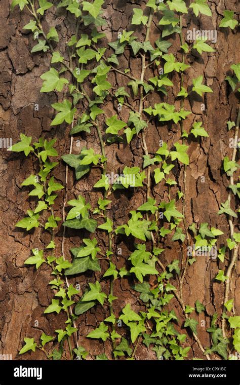 English Ivy Common Ivy Hedera Helix Climbing On A Tree Trunk