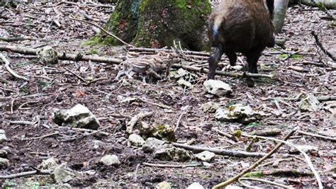 Meßstetten Kleine Wildschweine tummeln sich im Wildgehege Meßstetten