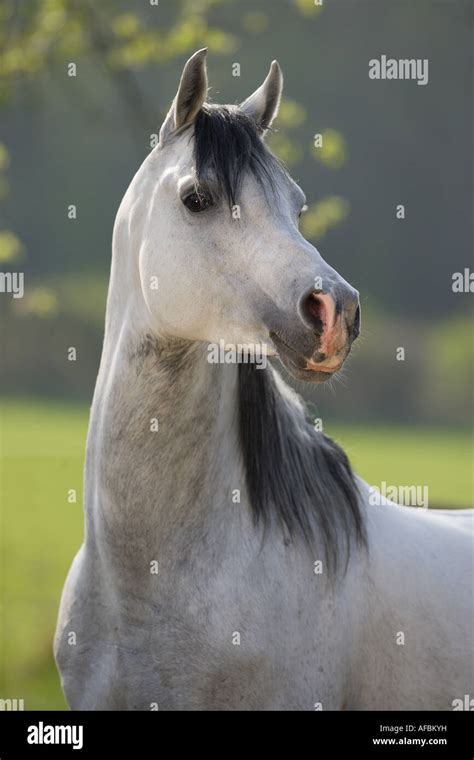 Arabian Horse Portrait Stock Photo Alamy