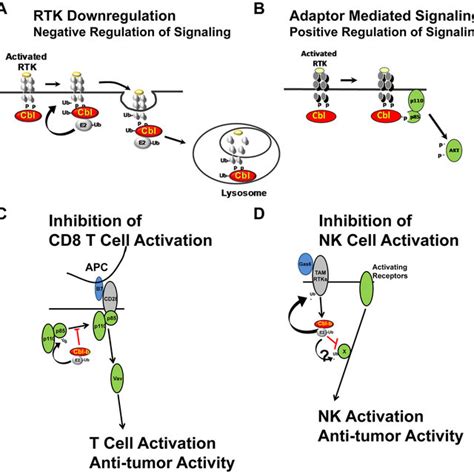 Cbl Pathways A All Cbl Proteins Are Recruited To Activated Rtks Where Download Scientific