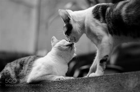 Photograph Kissing Cats By Ba A Lu On 500px