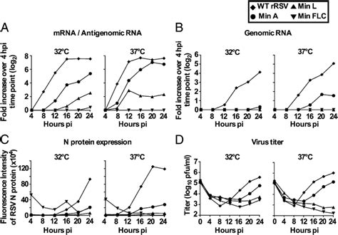 Single Cycle Replication Of Min A Min L Min Flc And Wt Rrsv In Vero