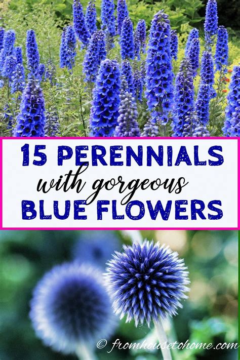 blue perennial flower 1