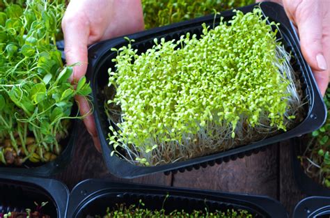 Growing Microgreens For Beginners Lone Ponderosa