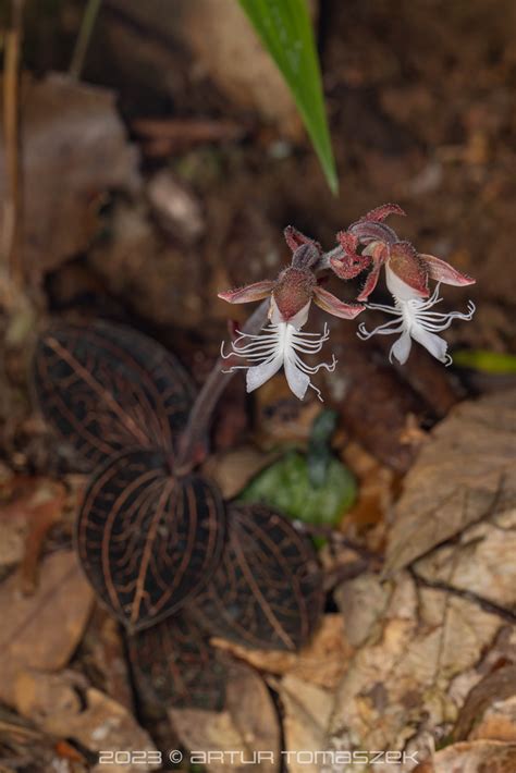 Anoectochilus Sp Inglourious Reptiles Flickr