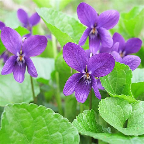 Qauzuy Garden Semillas De Violeta Inglesa Dulce Viola Odorata