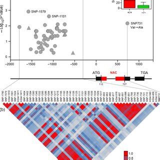 Association Analysis Of Genetic Variation In Tasnac A With Wheat