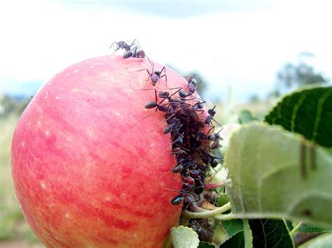 What Can Ants Eat Lets Find Out School Of Bugs