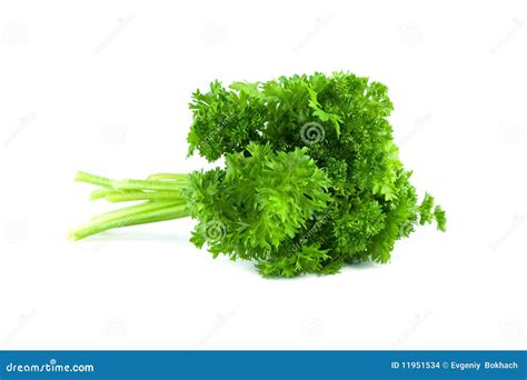 Prezzemolo fotografia stock. Immagine di alimento, macro - 11951534