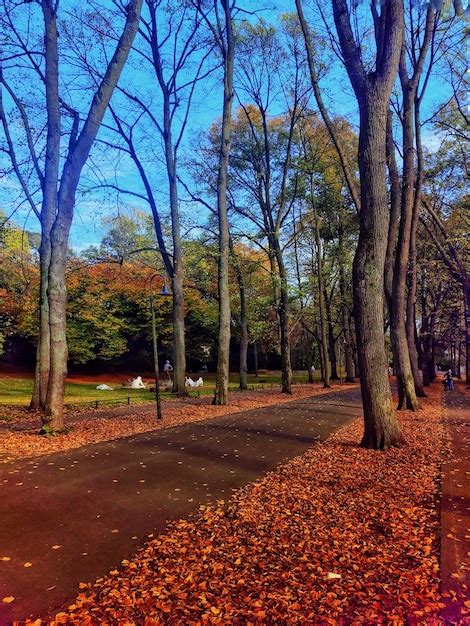 premium photo autumn trees   park