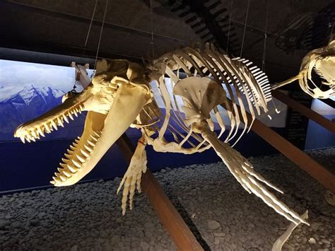 The Husavik Whale Museum (Iceland): Top Tips Before You Go - TripAdvisor