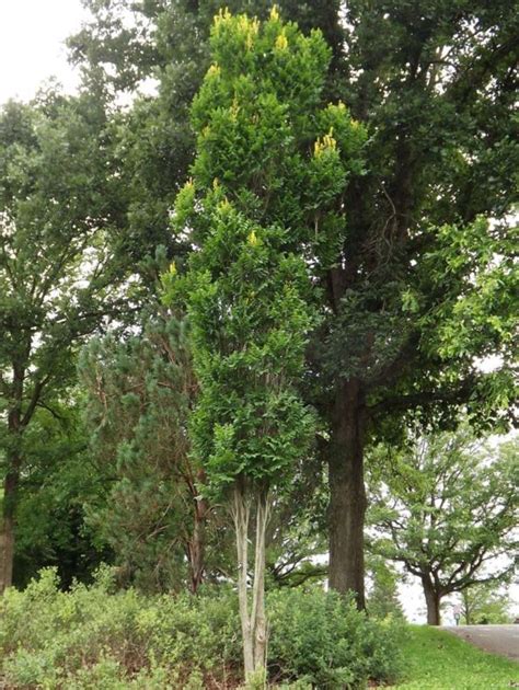 Koelreuteria Paniculata Fastigiata Columnar Goldenrain Tree The