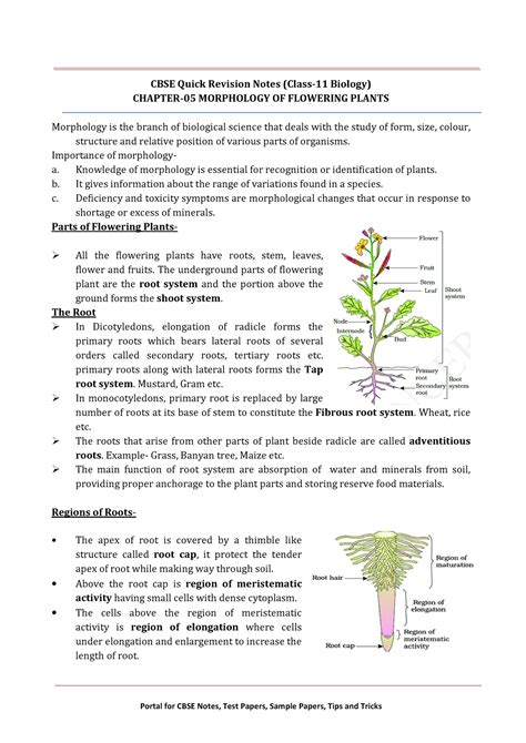 Biology Notes Ch Morphology Of Flowering Plants Cbse Quick