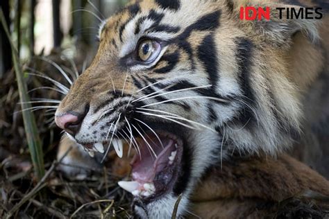 Fakta Harimau Sumatra Terancam Punah Hingga Dikeramatkan