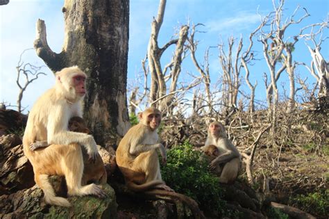 How Monkeys Made More Friends After Their Island Was Devastated By