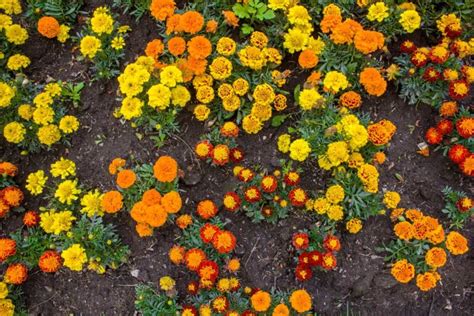 When and How to Plant Marigold Seeds | Gardener’s Path