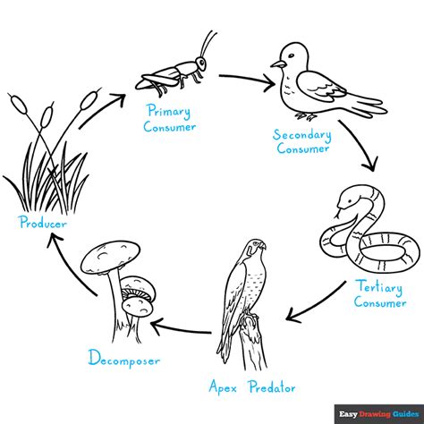 How To Draw The Food Chain Really Easy Drawing Tutorial