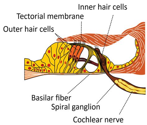 Age Related Hearing Loss Linked To Transcription Factor Trilink