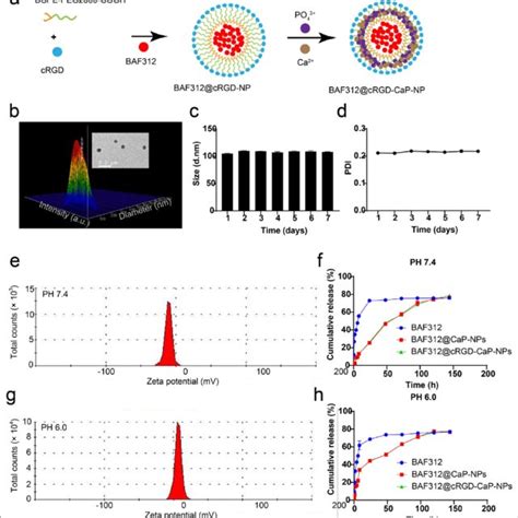 Formation Process And Characterization Of Ph Sensitive Shell Core