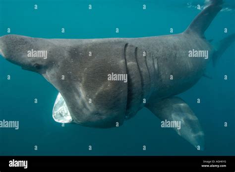 basking shark feeding in the UK Stock Photo - Alamy