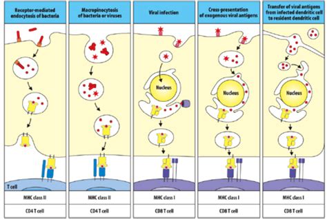 Lecture T Cell Mediated Immunity Flashcards Quizlet