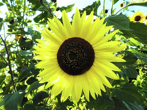 Giant Sunflower Photograph By Nancy Spirakus Fine Art America