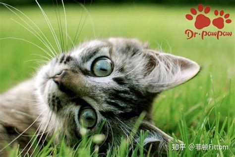 猫薄荷对猫有什么作用 威洛特告诉你 知乎