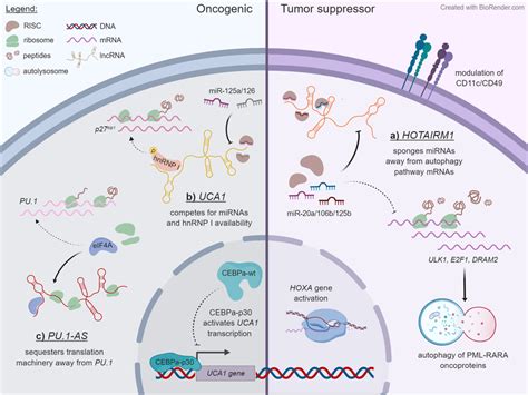 Some Examples Of LncRNA Mechanisms That Unfold In The Cytoplasmic