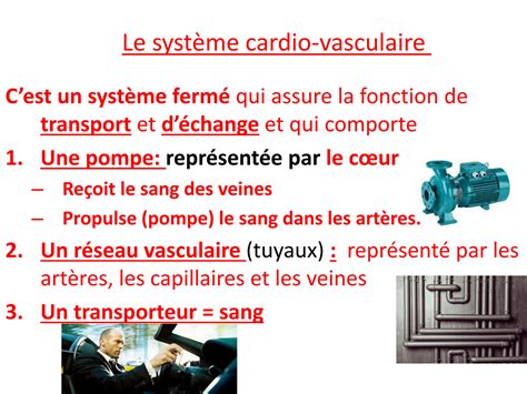 SOLUTION Anatomie Et Physiologie Cardio Vasculaire Studypool