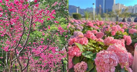 【香港賞花2023】繡球花、櫻花、風鈴木、鬱金香、杜鵑！全港12個賞花地點集合！ 放假去邊 Openholidays