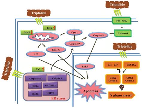 The Proposed Signaling Pathways Of Triptolide Induced Cell Cycle Arrest