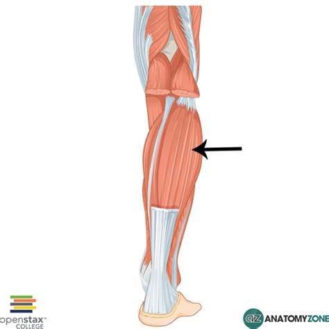 soleus  weaker   calf muscles