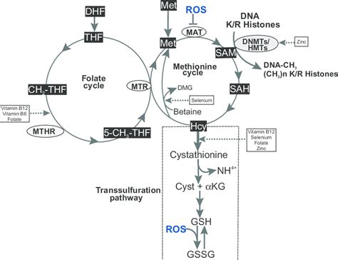 Metabolic Influence Of Oxidative Stress On Dna And Histone Methylation