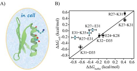 Researchers directly measure electrostatic interactions in protein ...