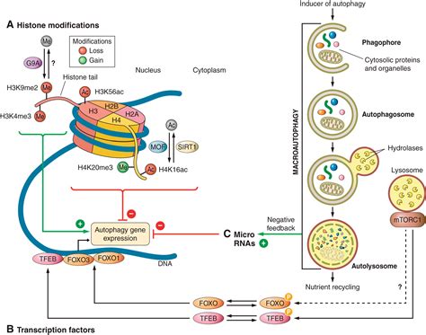 Fine Tuning Autophagy From Transcriptional To Posttranslational Regulation American Journal