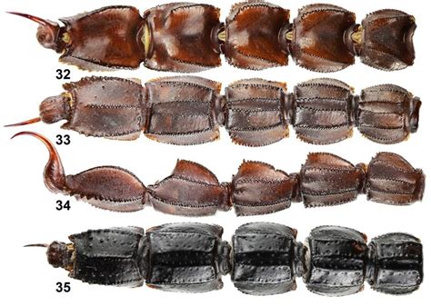 Androctonus Turieli Sp N Metasoma And Telson Dorsal 32 Ventral Download Scientific