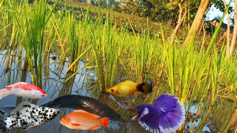 Menangkap Ikan Hias Di Sawah Ikan Lele Ikan Cupang Ikan Koki Ikan