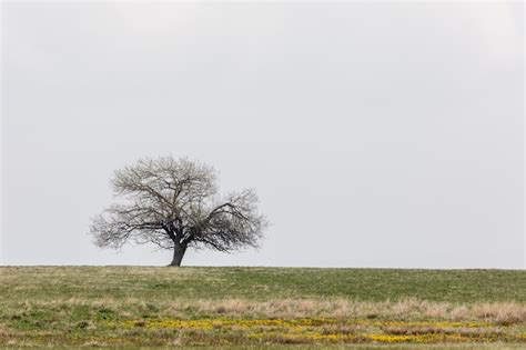 Premium Photo Tree On Grassy Field Against Cloudy Sky