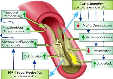 Schematic Model Of Tgf Involvement In Atherosclerosis A