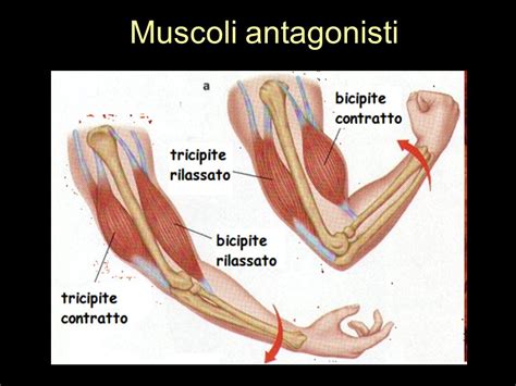 Maestra Alice L Officina Delle Idee L Apparato Muscolare