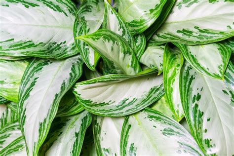 Aglaonema Silver Bay Como Un Fondo Natural De Hojas Verdes Con Manchas