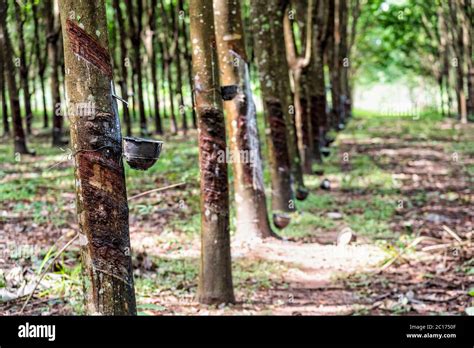 Rubber tree plantation Stock Photo - Alamy