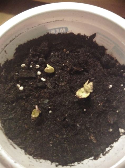 What's wrong with these Morning Glory seedlings? : r/gardening