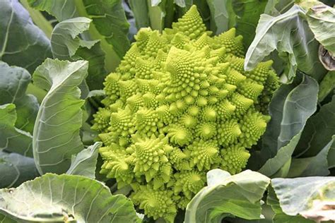 The 10 Best Broccoli Varieties to Grow at Home | Gardeners Path