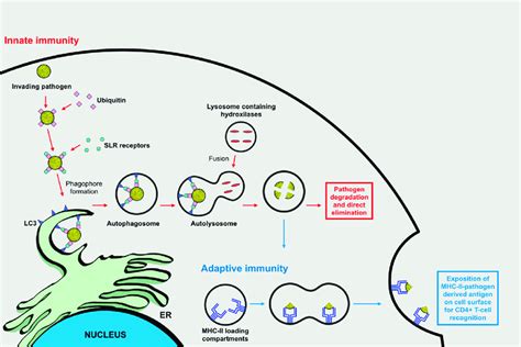 The Role Of Autophagy During Innate And Adaptive Immune Responses