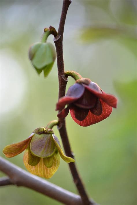 Paw-paw flowers Photograph by JD Grimes - Pixels