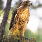 Adaptations of the Red-Tailed Hawk | Sciencing