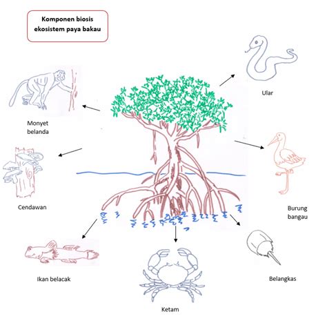 Kepentingan Paya Bakau Biologi Tingkatan Maksud Ekosistem Hutan